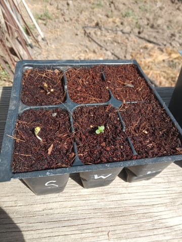 Grow 2026 — germination, day 3