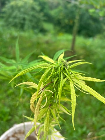 Flora — grow_setup, day 3