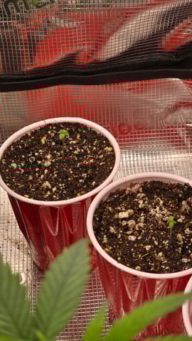 Blueberry Swirl — seedling_rooting, day 2