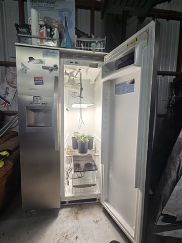 "NO CHEMA CUH" — none, day 1