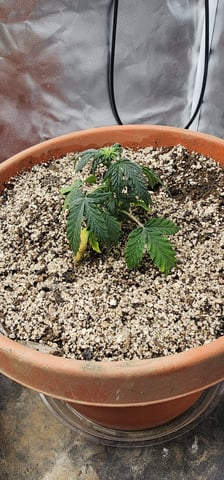 El Chemi Kiwi autoflower  — vegetative, day 20