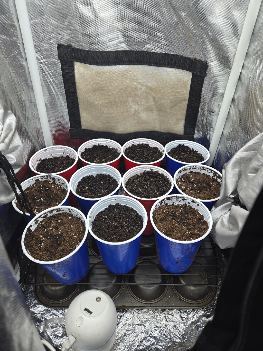 fruitstripe-x-breathworks VS Tropical cherry vs kush cake. vs og haze