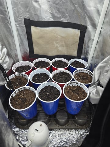 fruitstripe-x-breathworks VS Tropical cherry vs kush cake. vs og haze — grow_setup, day 1