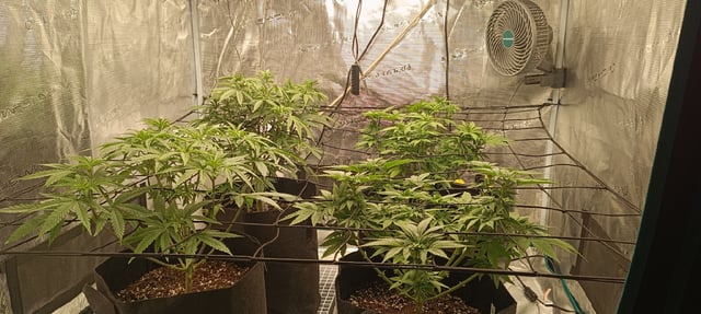 First Time Growing 