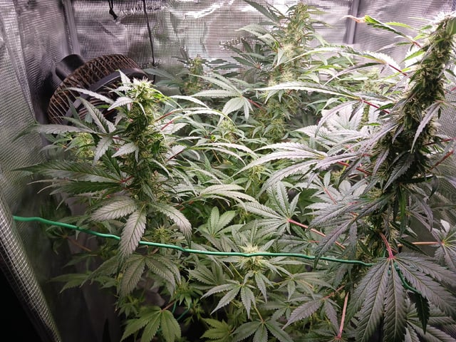 9lbhammer feminized  — harvest, day 75