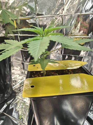 Lets start from the beginning — seedling_rooting, day 17