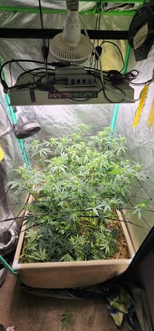 10G's — flower, day 63