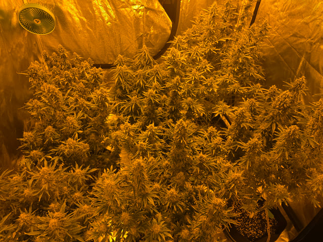 2nd Autoflower Indoor Grow — flower, day 85