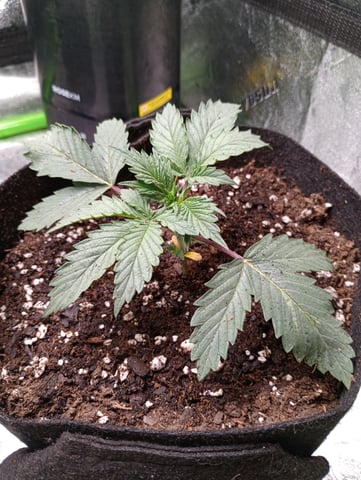 All Aboard!!! — vegetative, day 19