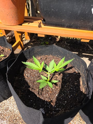 lemon drizz — vegetative, day 7