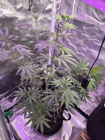 Kalini Asia Auto  — flower, day 23