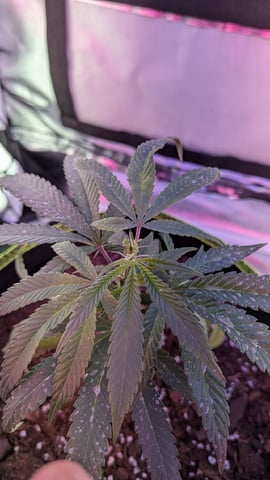Dolly — vegetative, day 6