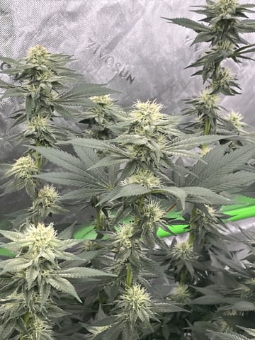 Rookie — flower, day 1