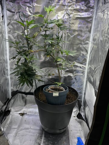 bonez #1 — vegetative, day 1