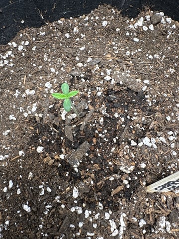  Autumn Run — seedling_rooting, day 2
