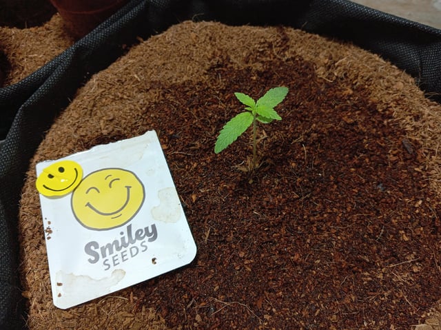 Strawberry Banana Auto 