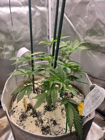 Looking for advice! — vegetative, day 29