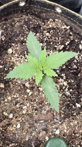 Purple Nasty By Ethos Seeds — vegetative, day 9