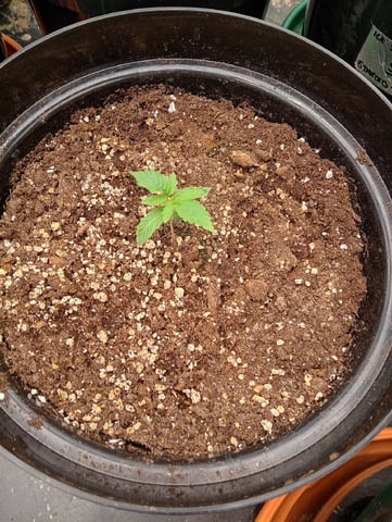 4 Different Kinds Of Autos  — seedling_rooting, day 15