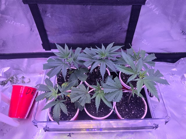 MOTHER ROOM — seedling_rooting, day 69