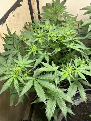 easy bud auto & nothern lights auto — flower, day 36