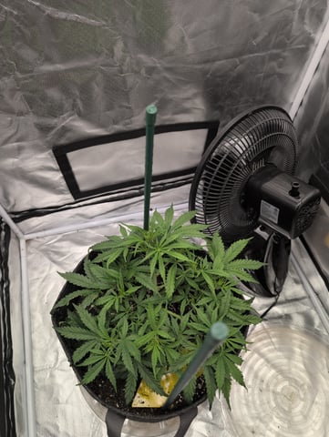 memphisto 3 bears OG, ethos high note r1 — flower, day 32