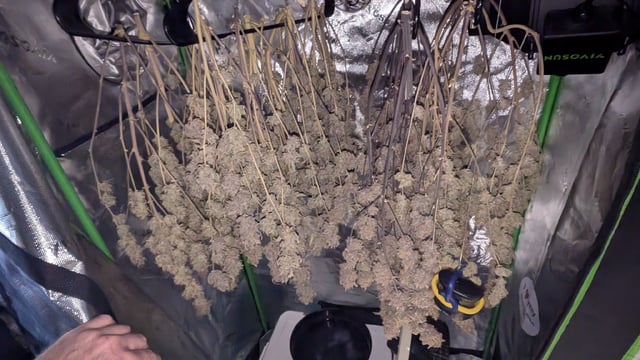 Perpetual Autoflower Mixed Grow #3 — flower, day 106