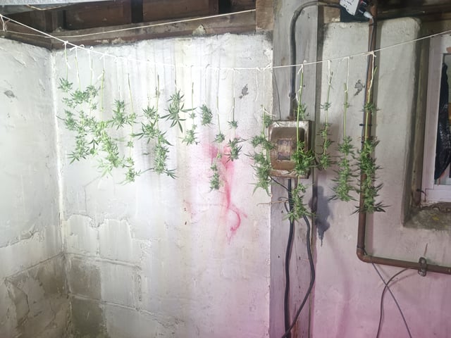 aurora auto — harvest, day 103