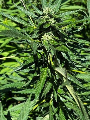 Outdoor Grow — flower, day 161