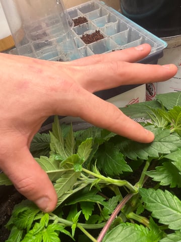 Ak-47 (Fast Verison) and pine Auto  — vegetative, day 33