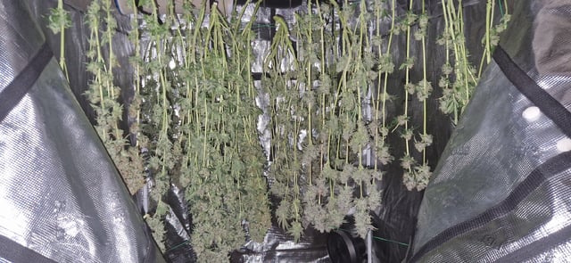 Indigo Saphirex2 And Slush Mint Cake X2 — harvest, day 119