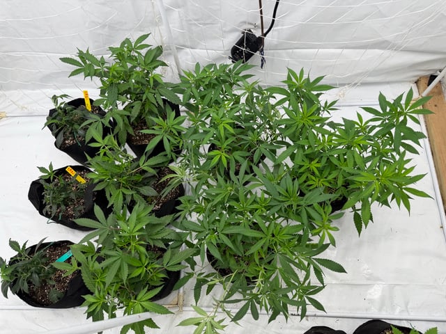 indoor tent  — vegetative, day 1