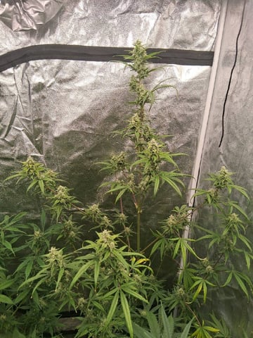 first auto grow — flower, day 62