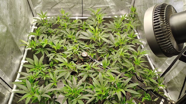 Punch Mints — vegetative, day 1