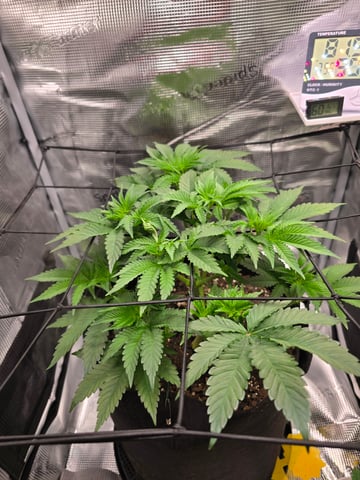 Northern lights #10 (Alaska) — vegetative, day 31