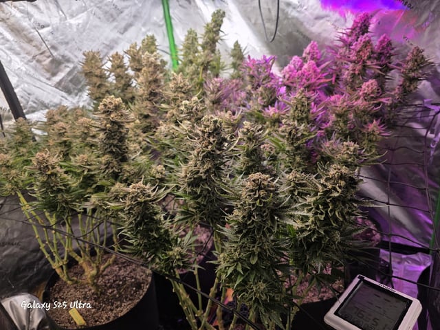 Hazy Daze — flower, day 117