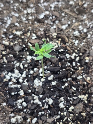 Autos AGAIN — seedling_rooting, day 10