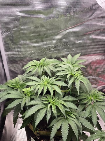 mc nuggets r1 — vegetative, day 40