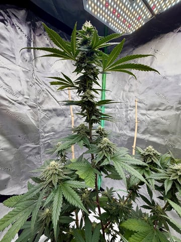Bluntz Grow — flower, day 39