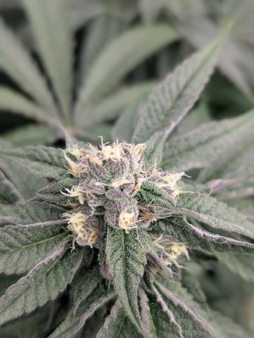 EG/SM/SG/CW — flower, day 106