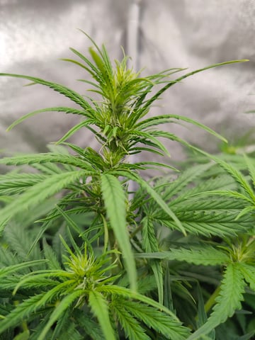 Fast Buds Gorilla Z auto — flower, day 44