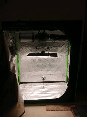 fruity pebbles, cap junky — none, day 8