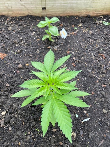 queen of soul X cap junky  — vegetative, day 35