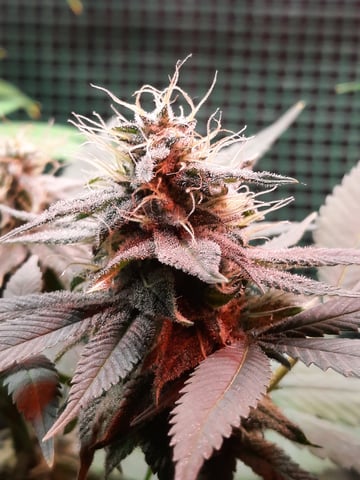 missing pieces — flower, day 99