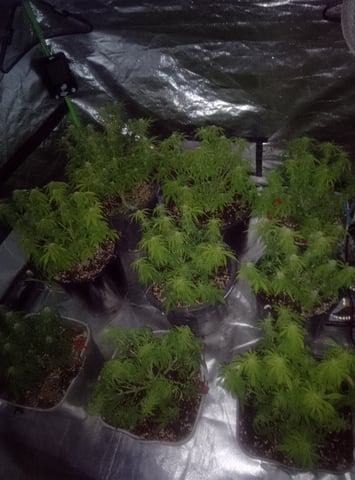 New run using General Hydroponics  — flower, day 3