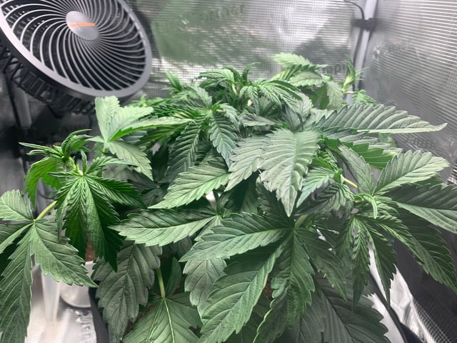 Blackberry Moonrocks (First Grow) — vegetative, day 5
