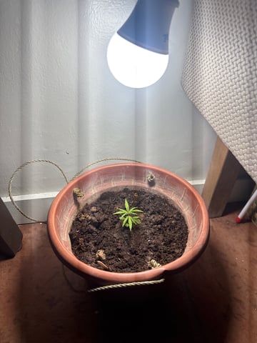 303 002 — grow_setup, day 3