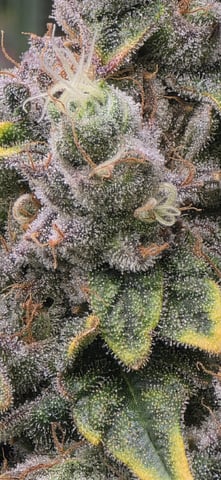 Maple Nectar  — flower, day 99