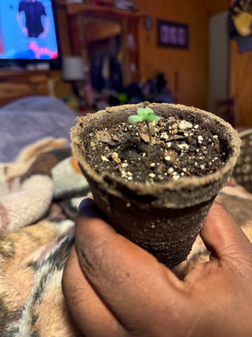 Godfather OG — seedling_rooting, day 3