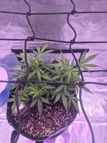 I'll get it right — flower, day 56